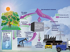 Diagram showing the flow of CO2 in an ecosystem