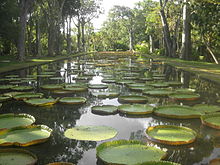 Giant water lilies.JPG