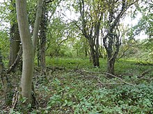 Great Merrible Wood 5.jpg