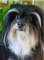 Havanese