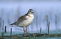 Juvenile plumage Black-headed Gull