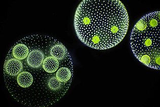 Volvox is a microscopic green freshwater alga with spherical symmetry. Young colonies can be seen inside the larger ones.