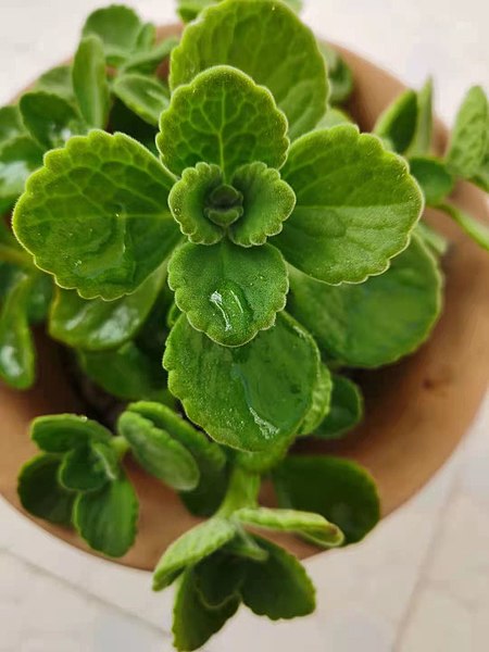 File:Plectranthus ‘Cerveza'n Lime'.jpg