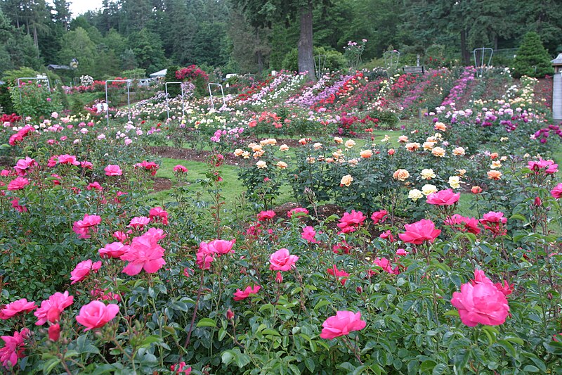 File:RoseTestGardenPortland.jpg