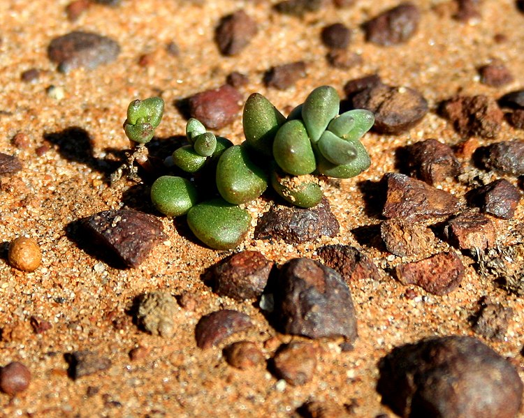 File:Short-Leaved Dudleya.JPG