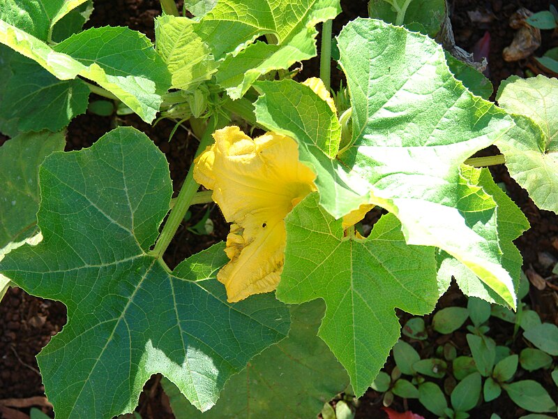 File:Starr 080812-9704 Cucurbita pepo.jpg