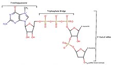 The decapping complex attacks the triphosphate bridge