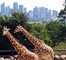 Giraffes (Giraffa camelopardalis) in Sydney's Taronga Zoo in 2002.