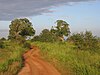 A typical habitat of Udawalawe is open grasslands.