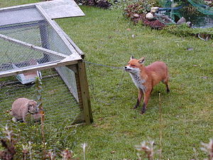 Urban fox 379 (original uncropped of Image:Urban fox and rabbit.jpg)