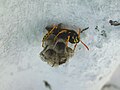 Wasp starting a nest