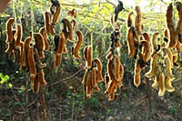 Созревшие бобы Mucuna pruriens.