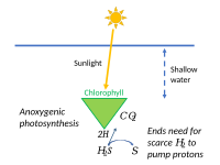 Anoxygenic photosynthesis, using hydrogen sulphide, ended the need for scarce hydrogen.[251]