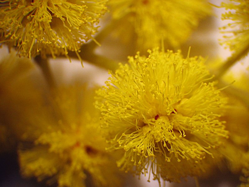 Файл:Acacia dealbata NRM.jpg