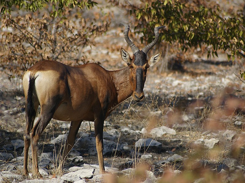 File:Alcelaphus caama.jpg