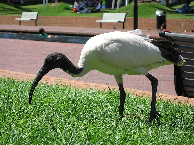 File:AustralianWhiteIbis gobeirne.jpg