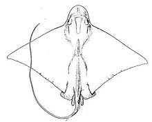 Bullnose ray.jpg