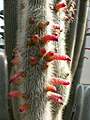 When mature, the silver torch cactus produces red flowers extending horizontally from the main columns.