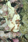 A Commerson's frogfish: disruption and mimicry