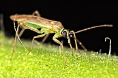 Tomato bug feeding on plant sap