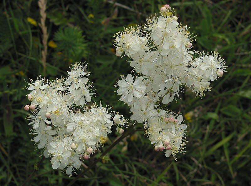 Файл:Filipendula vulgaris 3 RF.jpg