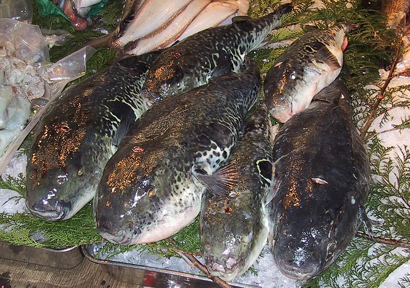 Файл:Fugu.Tsukiji.CR.jpg