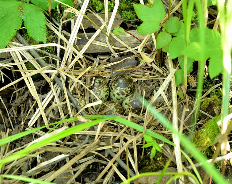 Файл:Gallinago megala nest.jpg