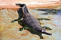 Gharial (Gavialis gangeticus)