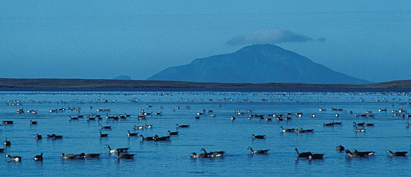 File:Izembek Lagoon Amak Island.jpg