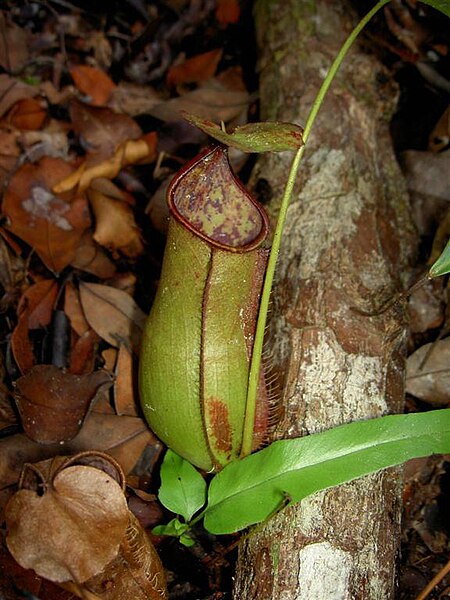 File:Nepenthes x cantleyi.jpg