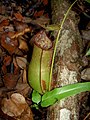 N. bicalcarata × N. gracilis