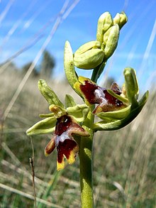 Ophrys aymoninii 001.jpg