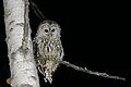 Strix varia 貓頭鷹晚上棲於樹枝上 Barred Owl at night