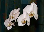 Miniatura para Phalaenopsis aphrodite