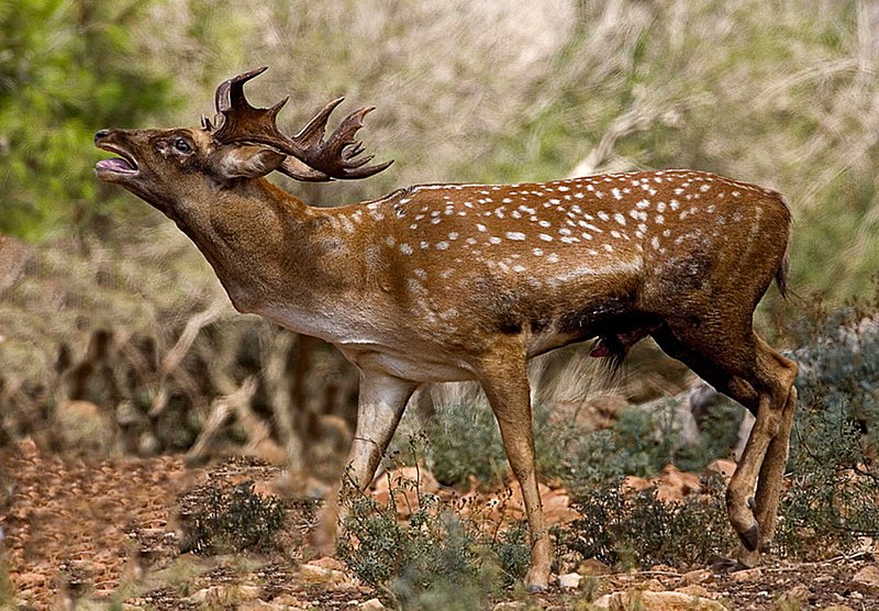 Archivo:Persian Fallow Deer 1.jpg