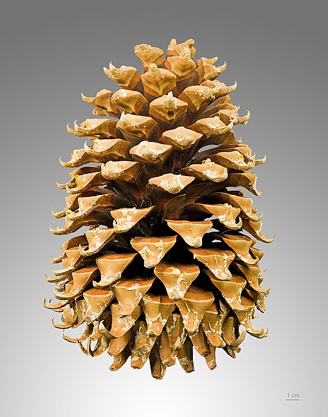 Файл:Pinus coulteri MHNT Cone.jpg