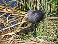 Puna ibis in its nest.