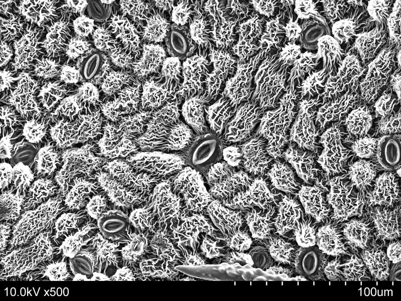 File:SEM-stomata-UIowa.tif