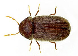 Stegobium paniceum