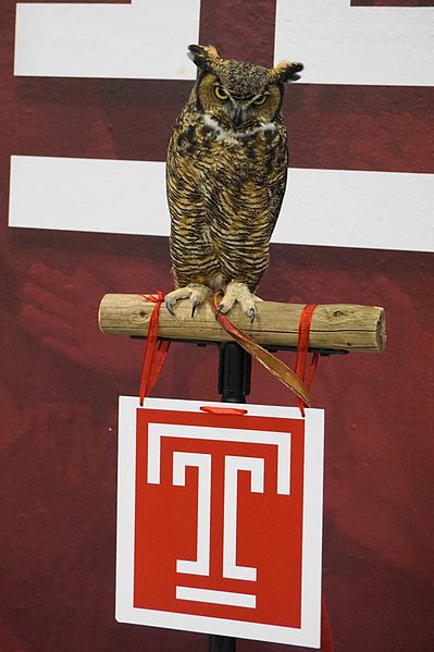 File:Stella the Temple mascot.jpg