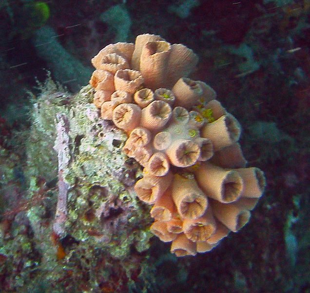 File:Tayrona Diving 5.jpg