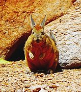 Viscacha near Salar De Uyuni, 2017