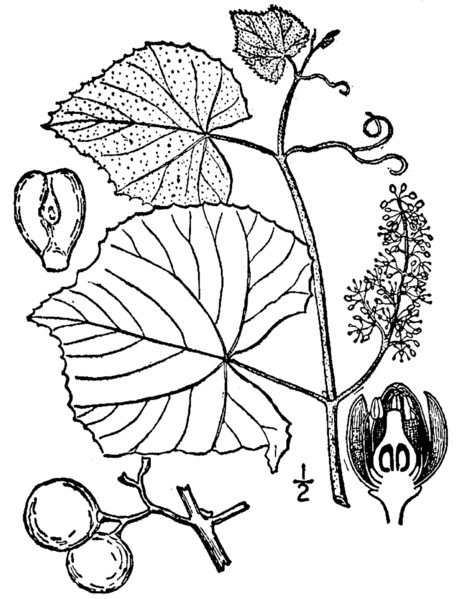 File:Vitis labrusca BB-1913.png