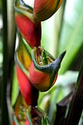 Heliconia en el Parque nacional Henri Pittier.