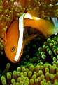 Yellow clownfish (Amphiprion sandaracinos) and sea anemone off Sulawesi, Indonesia.