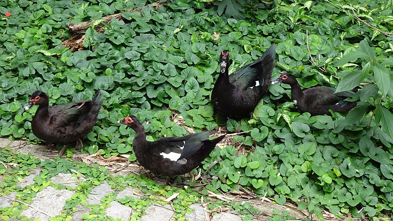 File:Black Duck (1).jpg