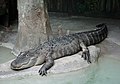 Swamp - American alligator