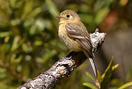 Buff-breasted Flycatcher