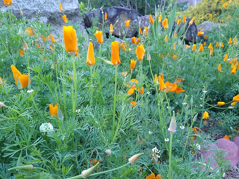 File:California poppies closed.jpg