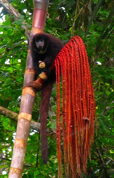 File:Callicebus lucifer.jpg